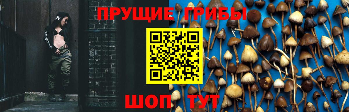 Красный Сулин  Галлюциногенные грибы Psilocybine cubensis  Вход с VPN 